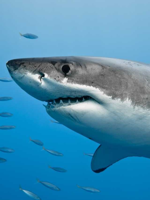 Friendly Shark Dream Meaning